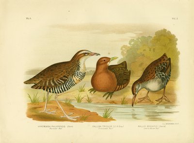 السكك الحديدية الصدرية ، 1891 بواسطة جراسيوس بروينوفسكي